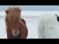 Relax with Horses in the Wild - 4K Beautiful Wild Horses with Ambient Guitar Music