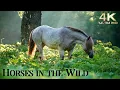 Download Lagu Relax with Horses in the Wild - 4K Beautiful Wild Horses with Ambient Guitar Music
