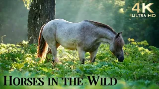 Relax With Horses In The Wild 4K Beautiful Wild Horses With Ambient Guitar Music 
