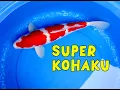 Download Lagu SUPER KOHAKU PREMIUM !!!! | 06-07-2025