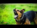 Download Lagu suara anjing menyalak | dog barking sound effect | ringtone | mp3