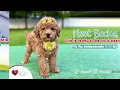 Mini Goldendoodles for Sale