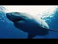 Download Lagu Grote witte haaien: koningen van de dodelijke wateren van Baja