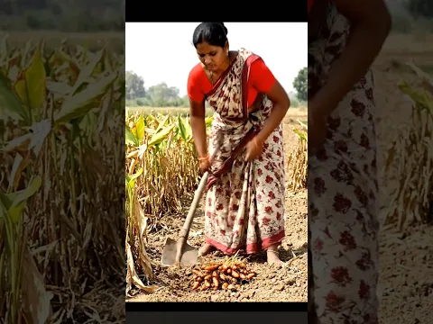 Primitive Harvesting Turmeric | rural life |Daily vlog in village life #villagelife #vlog