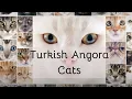 The Ultimate Guide to Turkish Angora Cats