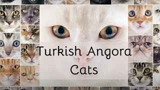 The Ultimate Guide to Turkish Angora Cats