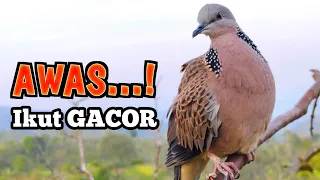 paling ampuh langsung nyaut suara burung tekukur memanggil temannya