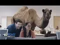 Tony Romo celebrates Hump Day with GEICO