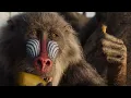 Download Lagu Rafiki Finds Simba’s Hair Scene | THE LION KING | Movie Scene (2019)