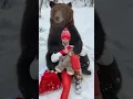 Download Lagu ভাল্লুকের অবিশ্বাস্য ক্ষমতা! 🐻😱