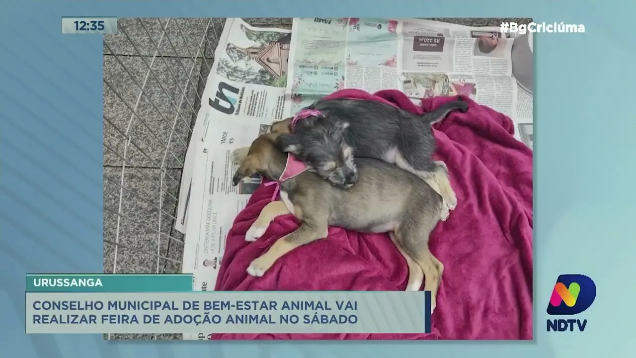 Investimentos da saúde, feira de adoção e vagas de emprego: os destaques do Giro de Notícias