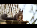 Squirrel Free Background Free Stock Footage No Copyright Backgrounds Animations
