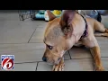 Volusia County animal shelter will pay you to foster dogs