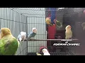 Download Lagu Suara LOVEBIRD PAUD Koloni cocok buat pancingan Ngekek