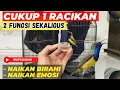Download Lagu JARANG YANG TAU❗CARA MENAIKAN BIRAHI \u0026 EMOSI SOGON DALAM SATU PERAWATAN❗