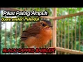 Download Lagu Suara Anakan Pelanduk Topi Hitam (Black Capped Babbler)