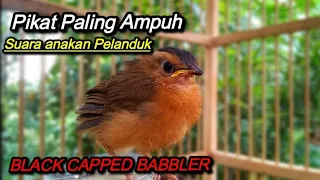 Suara Anakan Pelanduk Topi Hitam (Black Capped Babbler)