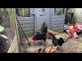 Huge jersey giant rooster
