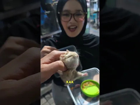 Tiba-tiba BawaHamster ke toko akuu