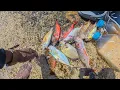 Download Lagu Hunting My Sunday Dinner The Spearfishing Way | Catch Clean \u0026 Cook🍵