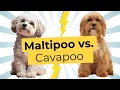 Maltipoo vs Cavapoo - Which One is Actually Better
