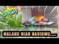 Download Lagu Apes Lagi Apes Lagi, Malang Nian Nasibku ini