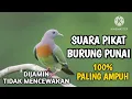 Download Lagu PIKAT SUARA BURUNG PUNAI !! PALING AMPUH 100% !! PAGI ! SIANG !! SORE !! GACOR