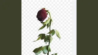 sembuh lah sayang live 