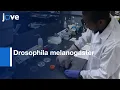 Download Lagu Drosophila melanogaster Viability from Embryo to Adult: Assessment | Protocol Preview