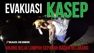 Evakuasi Kasep, anjing belia yang lumpuh - Majalaya, Kab Bandung, Jawa Barat