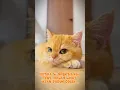 Download Lagu iklan sabun colek #lucu#cat