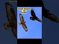 Download Lagu •Pertarungan Gagak vs elang (flamboyant crow vs eagle fight)#shorts #shortvideo #shortsfeed #eagles