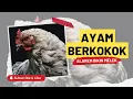 Download Lagu Nyari Alarm? Gak Lengkap Kalau Gak Make Suara Ayam | Suara Ayam Berkokok Bikin Melek