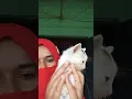 cute kuy ho #ytshorts #cuteanimal #cutecat #cutepet #cute #cutekitty #pets