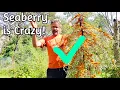 Lagu Seaberry Bounty - Wild Varieties are Great!