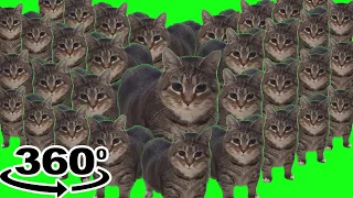 Oiiaoiia Cat X10000000 Oiiaoiia Cat 360 Over 1 Million Times  Oiiaoiia Cat X10000000 Oiiaoiia Cat 360 Over 1 Million Times