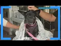Maui animal shelters caring for burned lost pets and their owners NewsNation Now