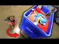 BUYING MY DOG EVERYTHING SHE TOUCHES