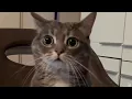 Shocked 10 GIF