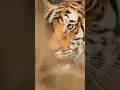 Download Lagu Jungle Mein Sher Song l jungle mein sher bagon mein mor...