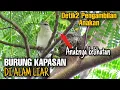 Download Lagu Detik-detik Menegangkan Proses Pengambilan Anakan BURUNG KAPASAN KEMIRI (Jarakan) Di Alam Liar