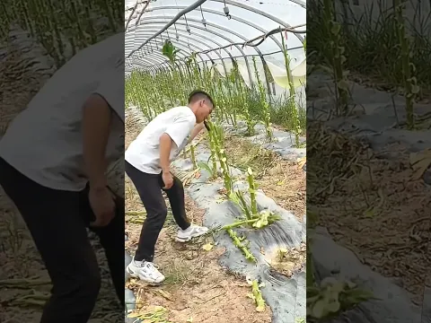 #shorts #agricultural #agriculture #farming #agro #farmlife #agri #technology #farm #food #diy