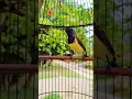 Download Lagu suara burung sogon ngalas nembak #pancingansogokotong #sogongacorngobra #birds