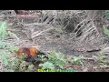 Download Lagu Ayam Hutan Pikat Betina F1 #65