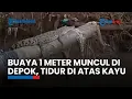 Download Lagu Buaya 1 Meter Muncul di Depok, Bertengger di Atas Kayu