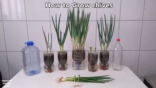 How to Make Self Watering Plastic Bottle CHIVES