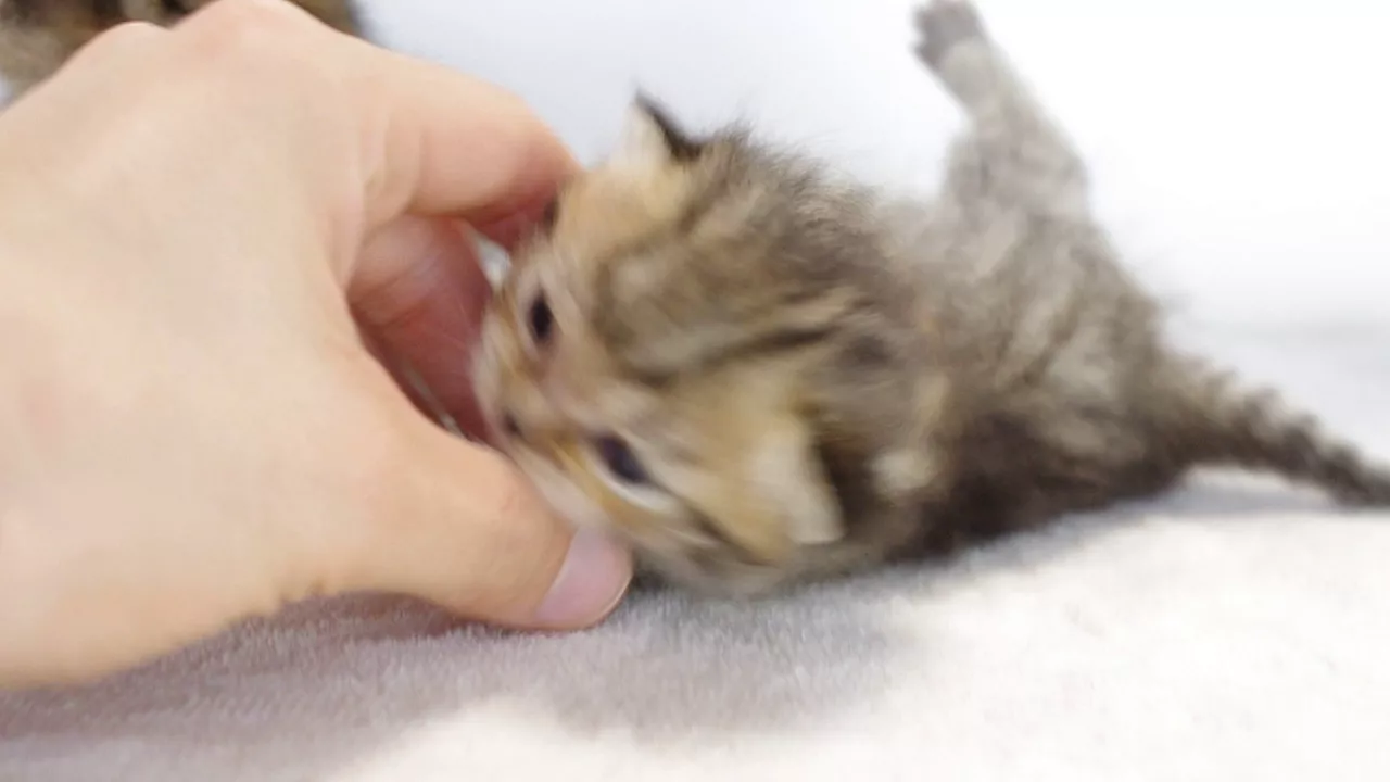動画