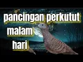Lagu Pancingan perkutut malam hari untuk terapi perkutut bahan