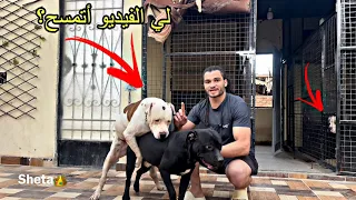 جوزت بويكا وسلطان لكلابي الجديدة   كيرا وبجيرا  دندنها