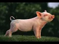 American Yorkshire pigs